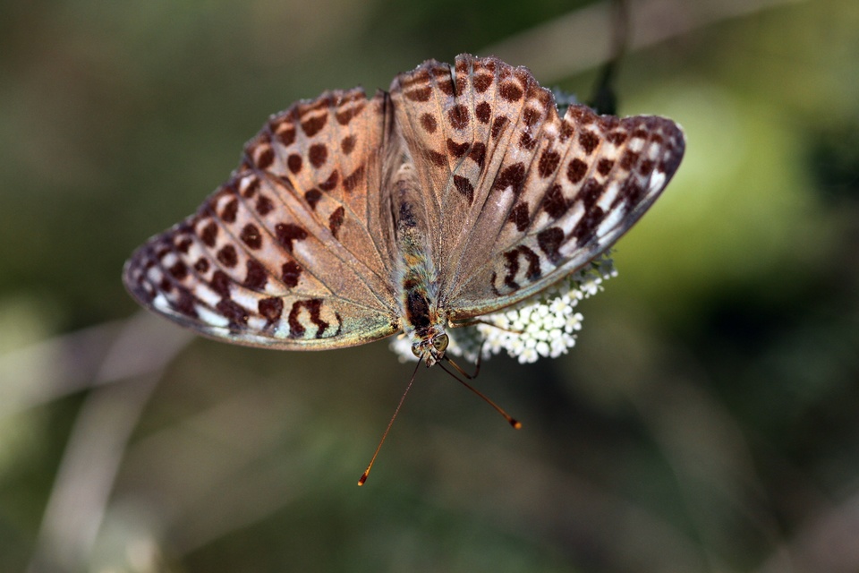 Argynnis paphia - nagy gyöngyházlepke