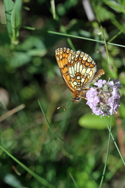 Melitaea athalia - közönséges tarkalepke