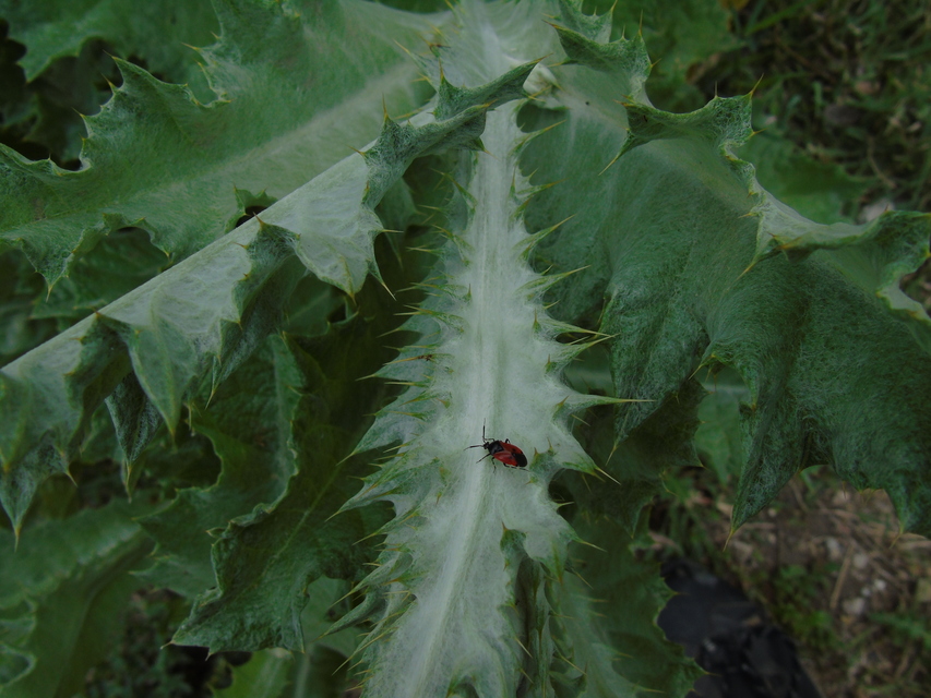 Deraeocoris rutilus - cinóber mezeipoloska