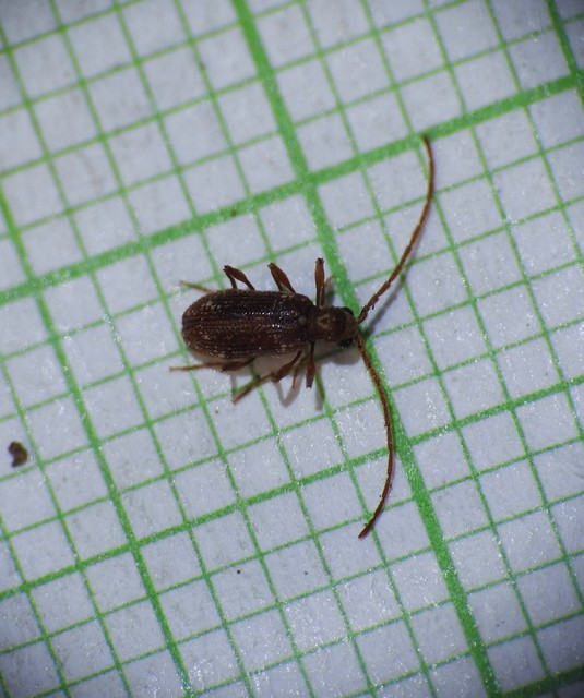 Ptinus fur - közönséges tolvajbogár