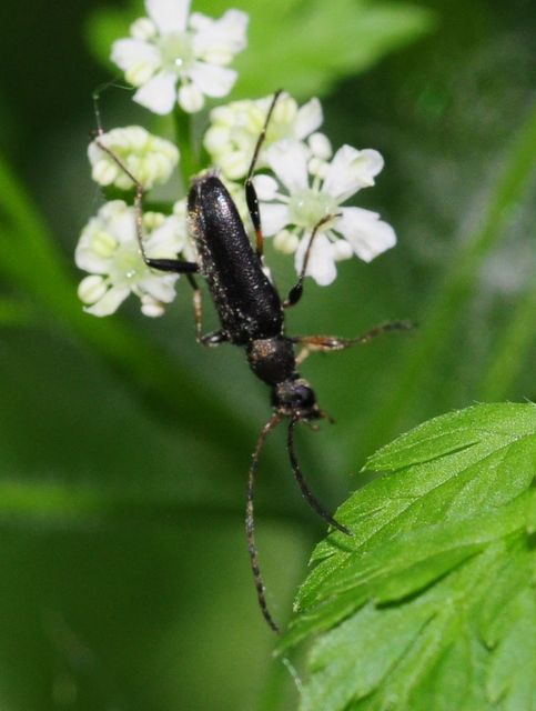 Grammoptera ruficornis - gyűrűscsápú galagonyacincér Grammoptera ruficornis - gyűrűscsápú galagonyacincér