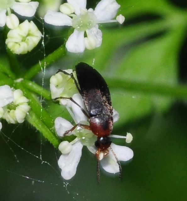 Anaspis varians - változó árvabogár