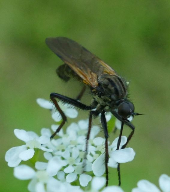 Empis