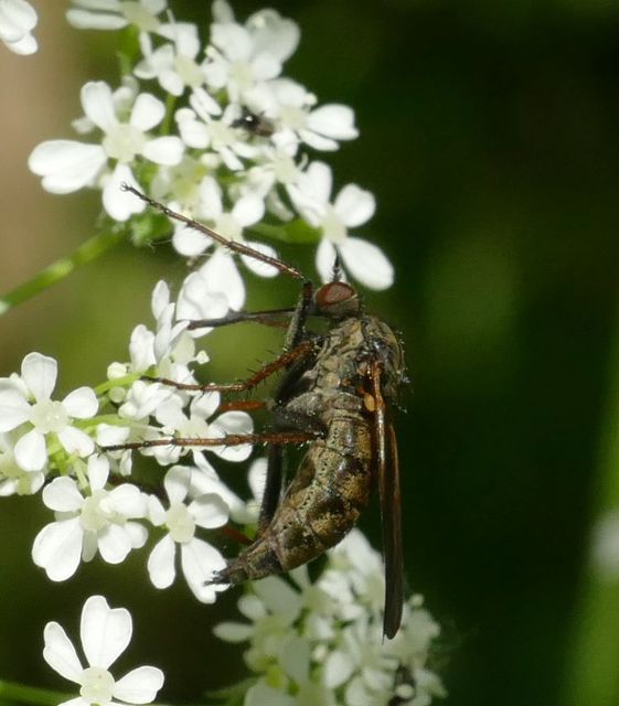Empis