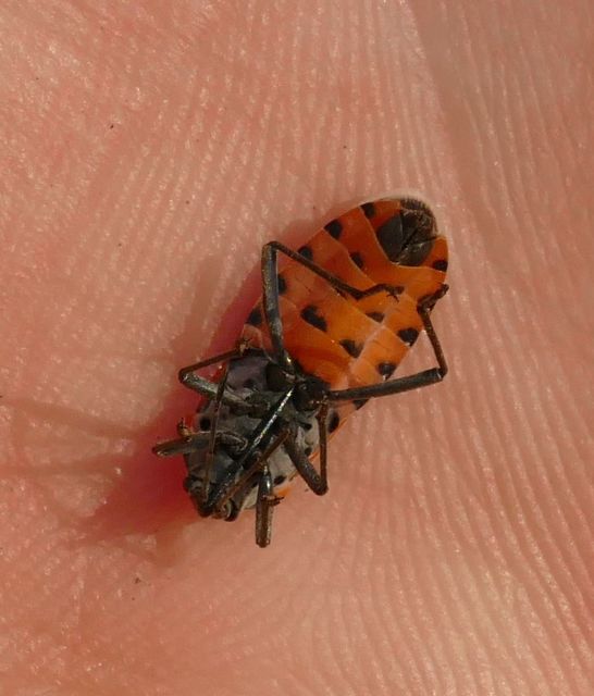 Lygaeus simulans - hamis lovagbodobács