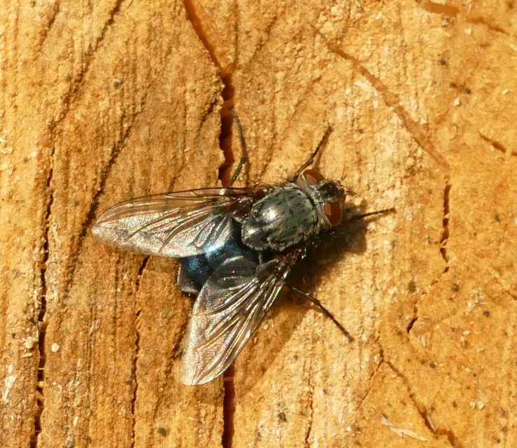 Calliphora vicina - kék dongólégy
