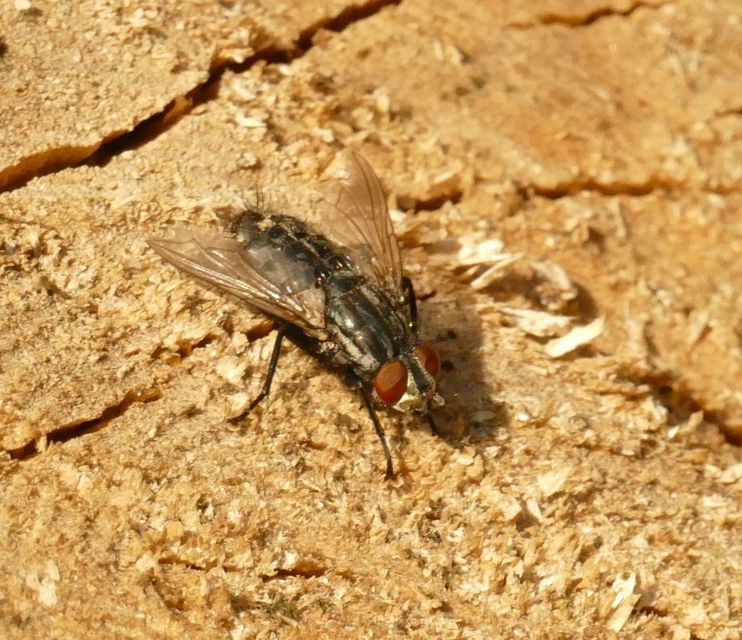 Sarcophaginae