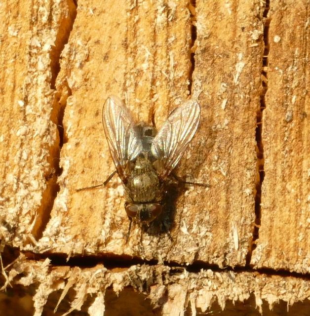 Pollenia