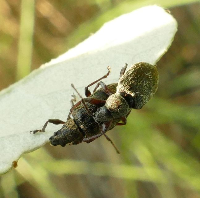 Phyllobius pyri - gyümölcsfa-levélormányos