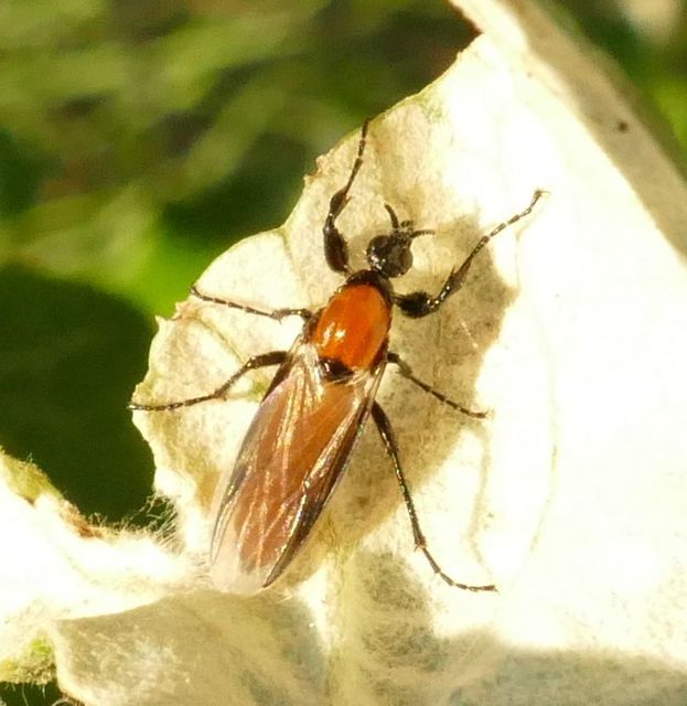 Bibio hortulanus - kerti bársonylégy