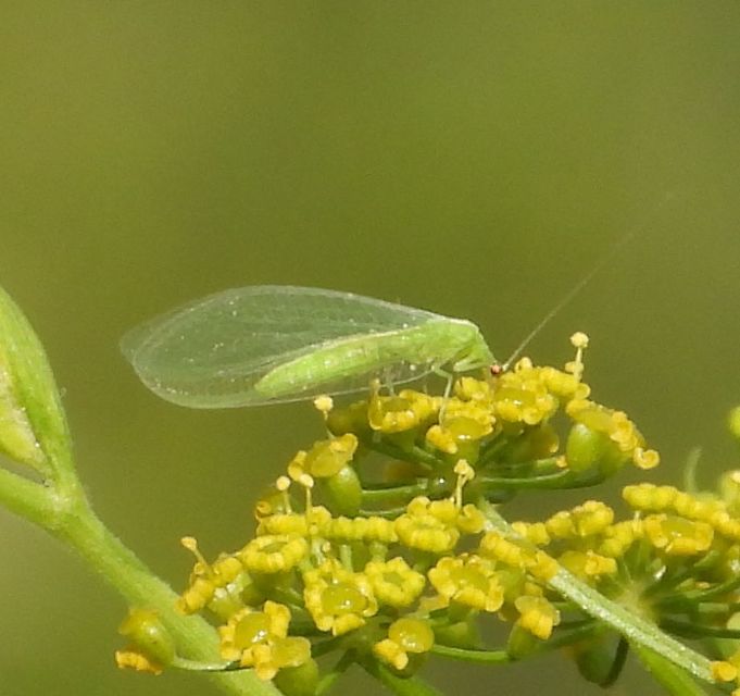 Chrysopidae - zöldfátyolkák