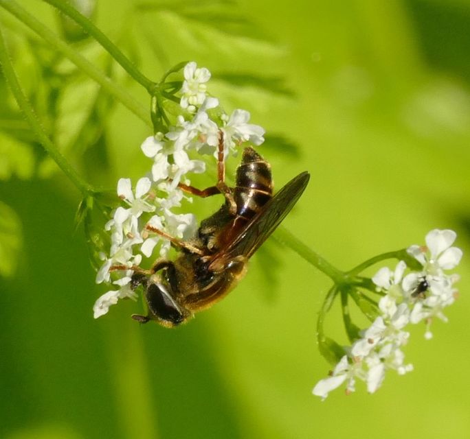 Merodon