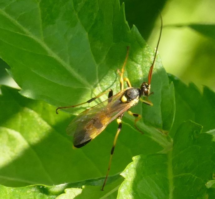 Amblyteles armatorius - fűbagolyfürkész