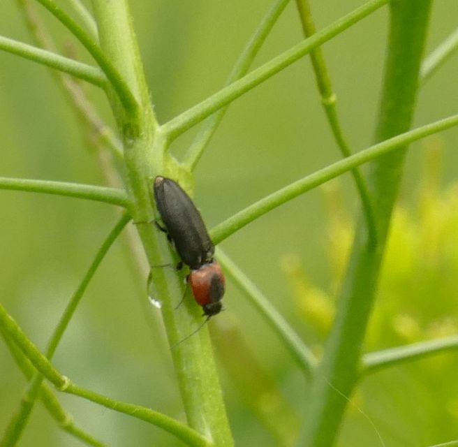 Cardiophorus discicollis - korongfoltos szívespattanó