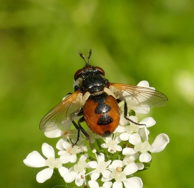 Gymnosoma