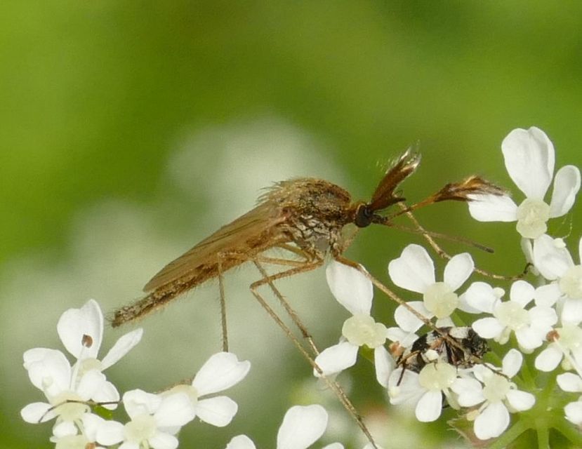 Culicidae - csípőszúnyogok