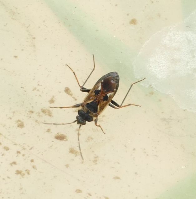 Rhyparochromus vulgaris - közönséges díszesbodobács
