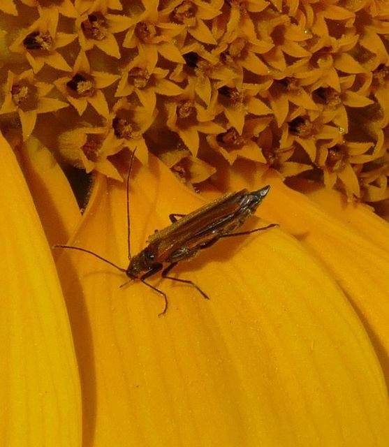 Oedemera femorata - sárgahátú álcincér