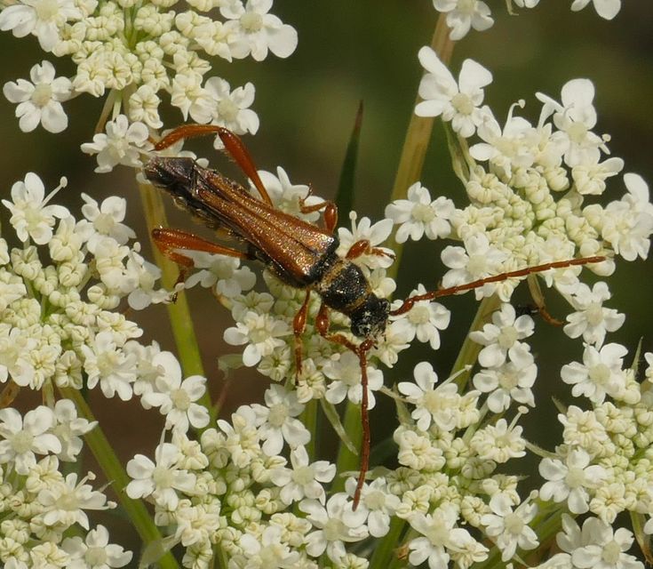 Stenopterus flavicornis - sárgacsápú keskenyfedőscincér