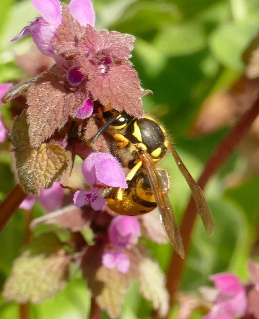 Vespula germanica - német darázs