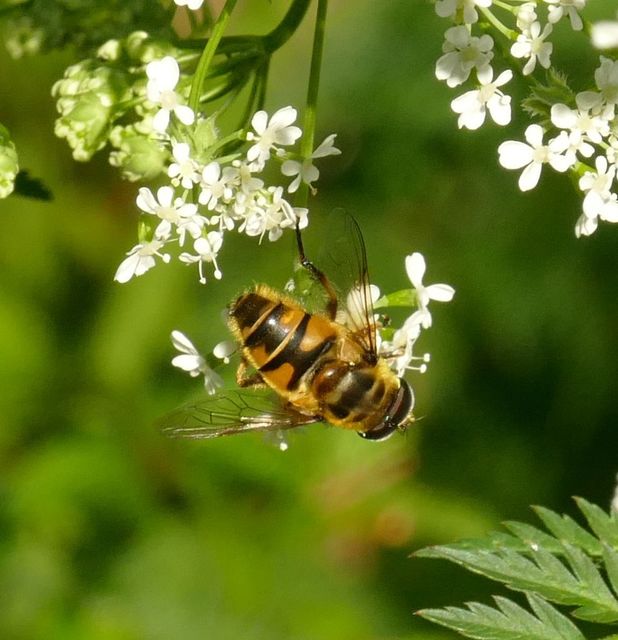 Myathropa florea - halálfejes odúlégy