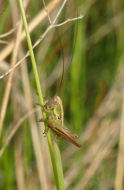 Platycleis