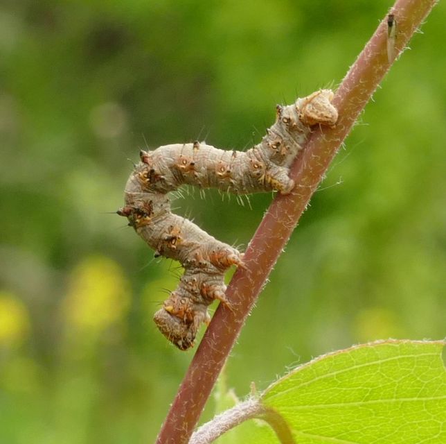 Apocheima pilosaria - zöldes tavasziaraszoló