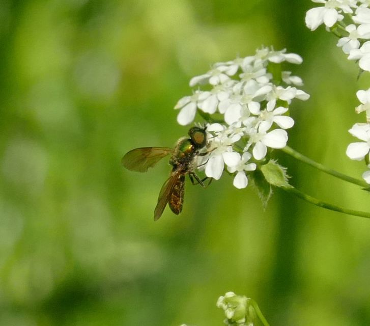 Chloromyia formosa - közönséges fémeslégy