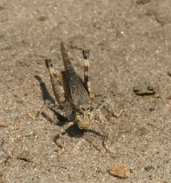 Acrotylus insubricus - önbeásósáska