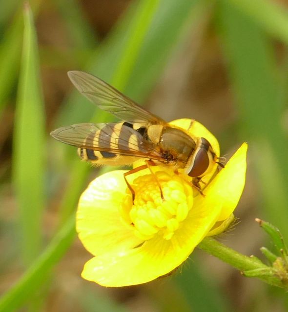 Syrphus