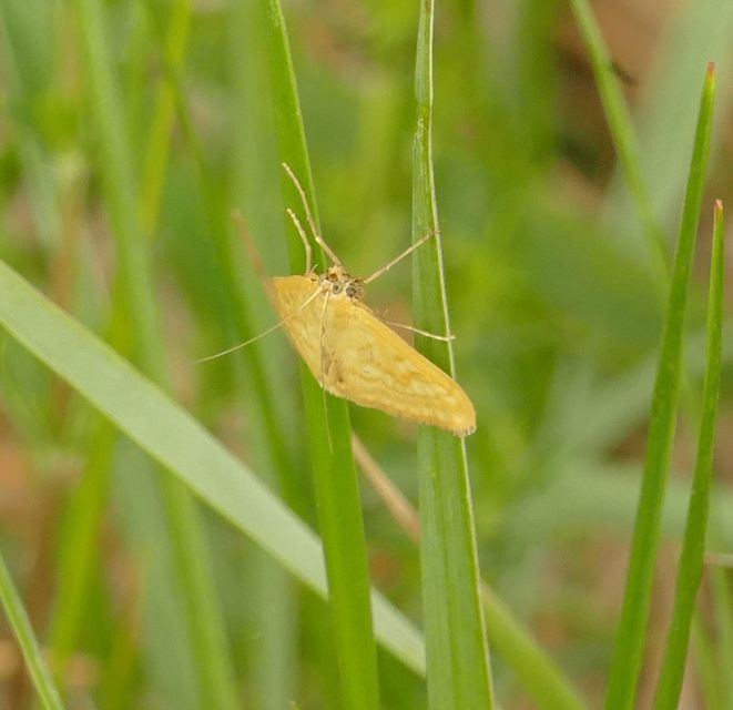 Sitochroa verticalis - világossárga dudvamoly