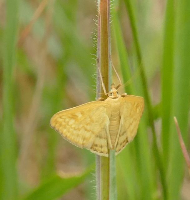 Sitochroa verticalis - világossárga dudvamoly