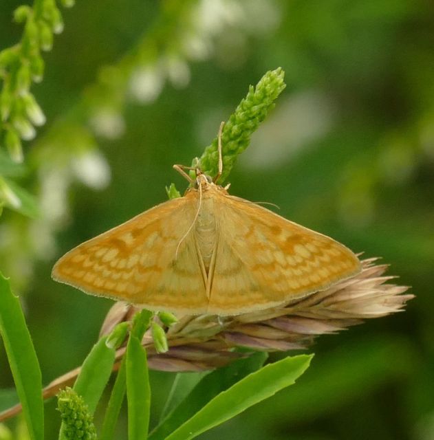 Sitochroa verticalis - világossárga dudvamoly