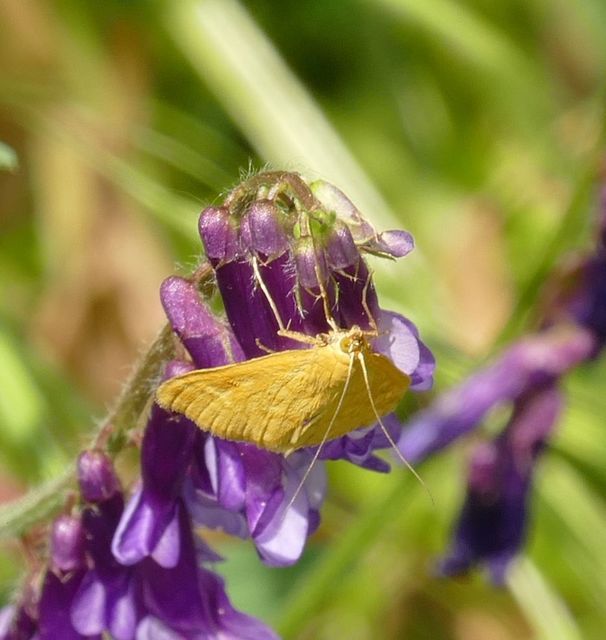 Sitochroa verticalis - világossárga dudvamoly