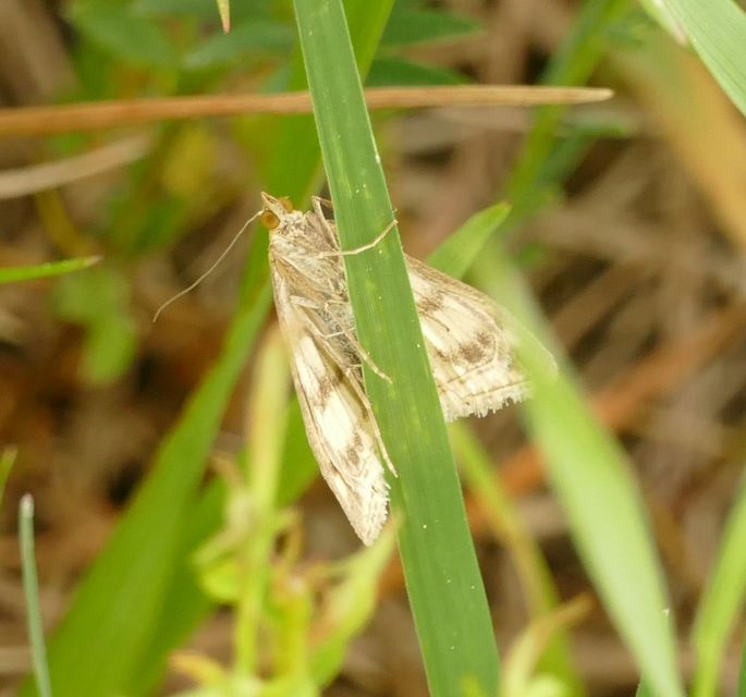 Sitochroa verticalis - világossárga dudvamoly