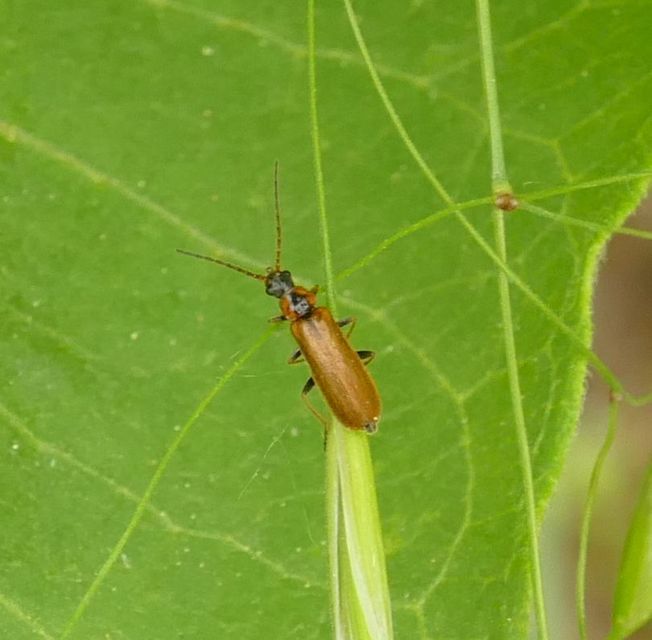 Rhagonycha nigriventris - feketecombú lágybogár Rhagonycha nigriventris - feketecombú lágybogár