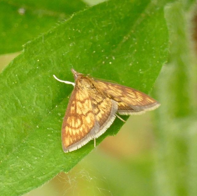 Ecpyrrhorrhoe rubiginalis - rozsdavörös tűzmoly