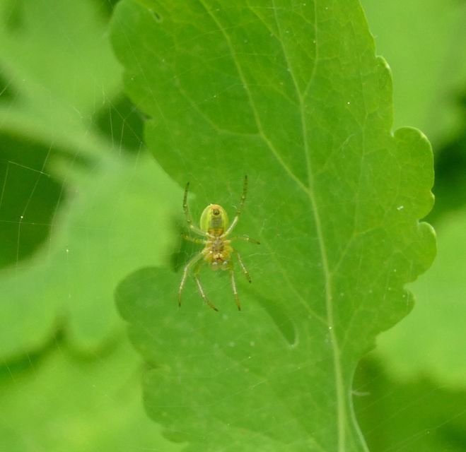 Araniella