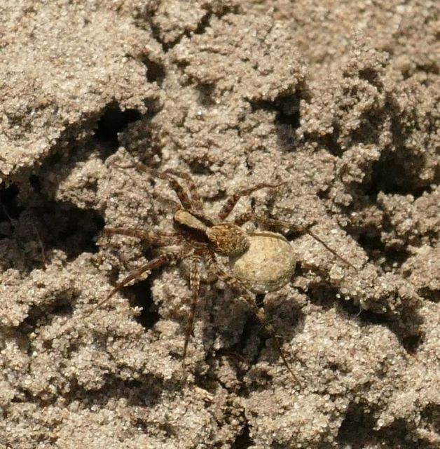 Pardosa alacris/lugubris