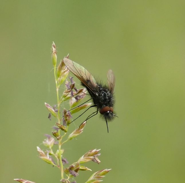 Bombylella atra - ezüstpettyes pöszörlégy