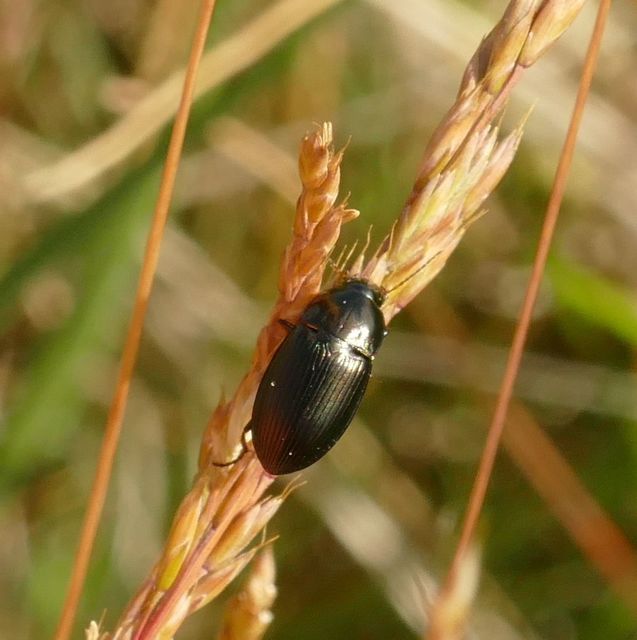 Amara similata - gyakori közfutó Amara similata - gyakori közfutó