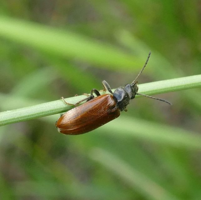 Omophlus proteus - közönséges pejbogár Omophlus proteus - közönséges pejbogár