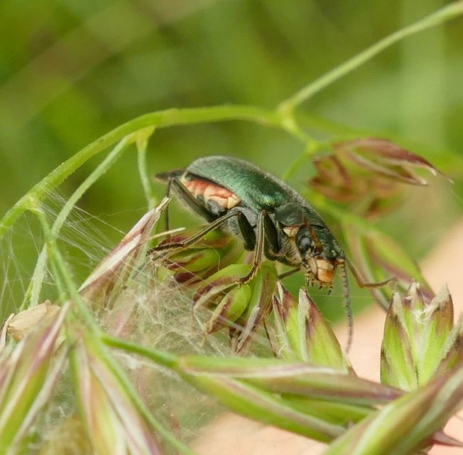 Clanoptilus