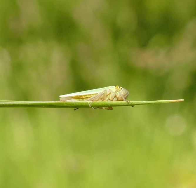 Cicadella viridis - méregzöld kabóca