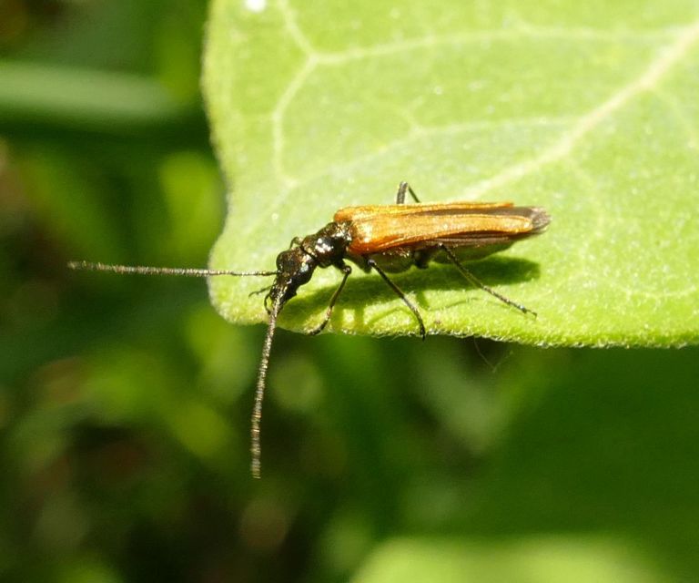 Oedemera femorata - sárgahátú álcincér