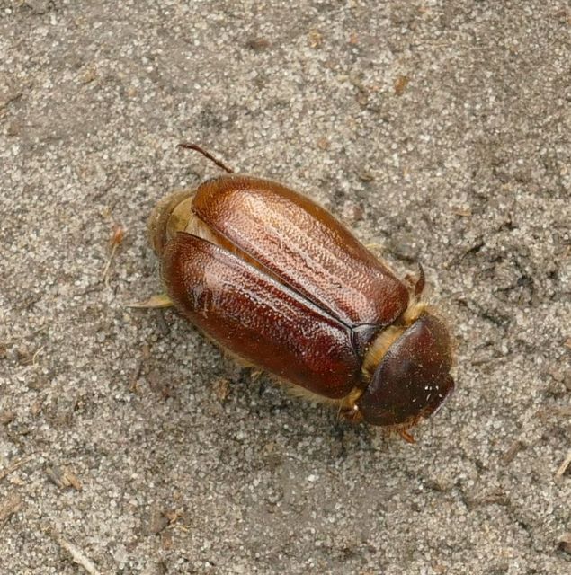Holochelus vernus - tavaszi cserebogár