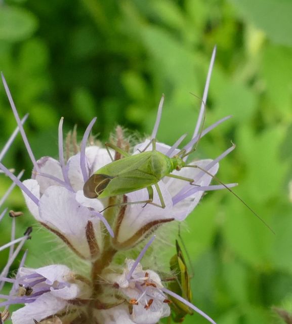 Calocoris affinis