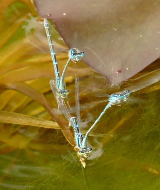 Coenagrion scitulum - mediterrán légivadász