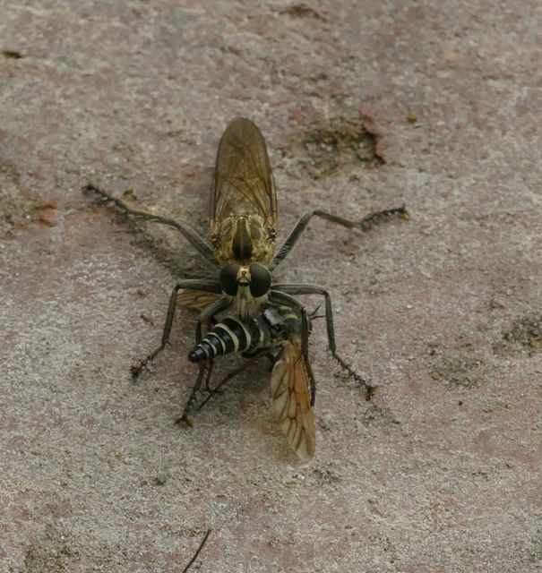Philonicus albiceps