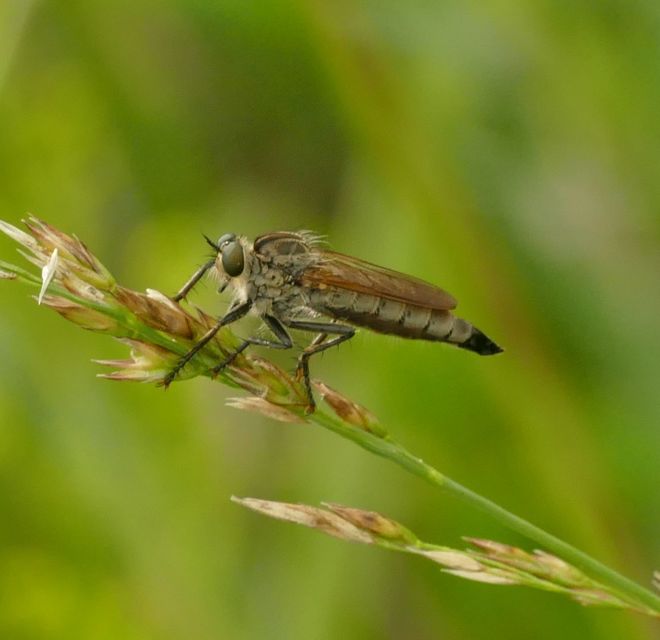 Eutolmus